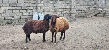 yuxuda ördek balası görmek: Dişi, il: 1, 40 kq, Damazlıq, Ünvandan götürmə — 2