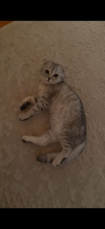 pişik latoku: Şotland yastı qulaq, Erkək, Yaxşı əllərə, Ünvandan götürmə — 2