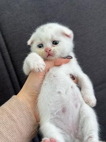 pişik qara: Britan — 4