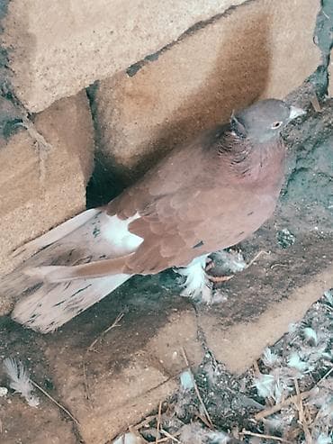 Quşlar: Mətn: Əbrəş erkək və ağ mayası olan hazır cüt göyərçin. Yumurtaya — 6