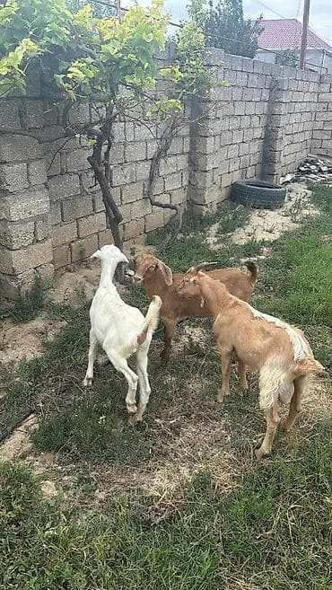 keçi balası: 3 dənə 7 aylıq ətlik südlük keçi balaları — 2