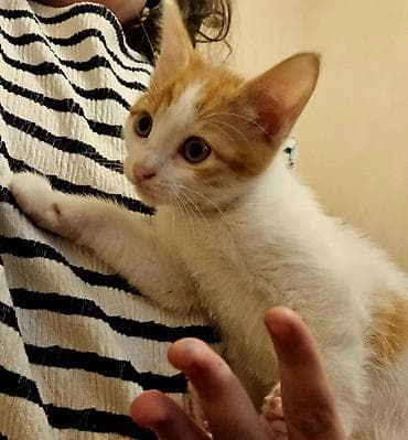 bala pişik adları: Yaxşı əllərə — 4