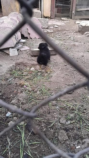 itləe: Qara rəngli balaca itlər – mehriban və oynaq - Cins: kiçik ölçülü — 2