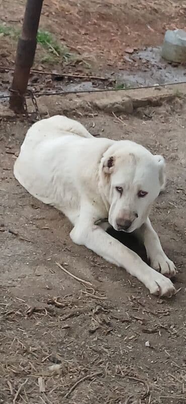 it davası: Alabay, 10 ay, Erkek, Peyvəndli, Pulsuz çatdırılma — 4