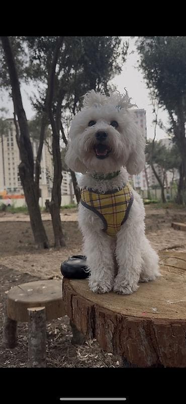 turbo az qusar: Pudel, 1 il, Erkek, Cütləşmə üçün — 5