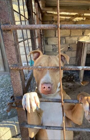 pitbull itləri: Pitbul, 1 il, Erkek, Peyvəndli — 2