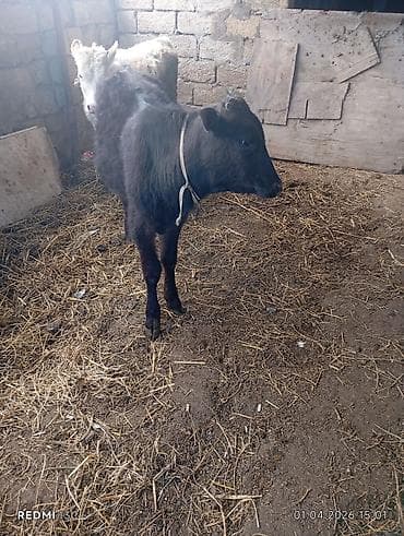 mal heyvan: Satılıq erkək buzovlar - Növ: yerli ətlik tipli buzovlar (2 ədəd) - — 4