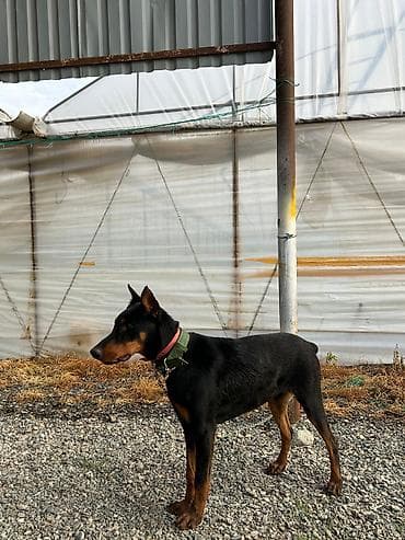 ekran ucun pisik sekilleri: Doberman — 4