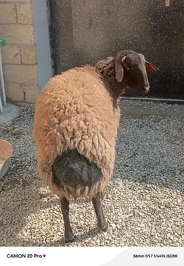 Gəmiricilər: Qoyun – yerli quyruqlu tip - Cins tipi: yerli (quyruqlu), qara — 3