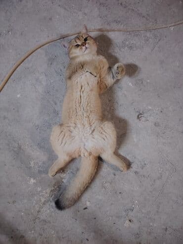 голд шиншилла: Золотая шиншилла, Самец — 3