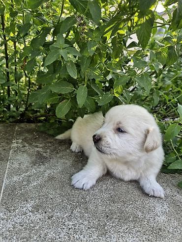 itlər xaski: 1 ay, Peyvəndli, Ünvandan götürmə — 1