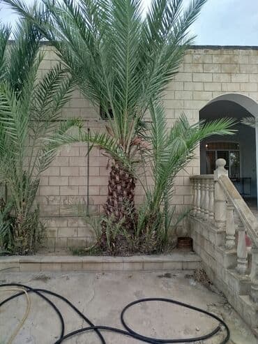 zoğal ağacı: Xurma (xurma xurması) palmaları – dekorativ və meyvə verən ağaclar - — 3