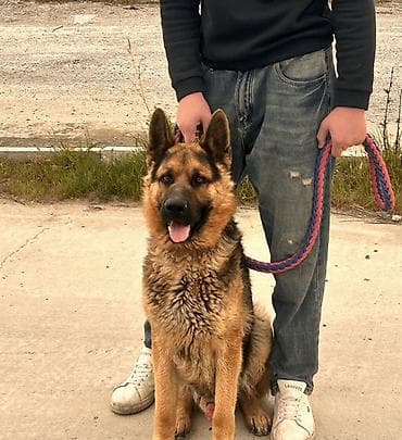 afcarka itleri: Alman çoban iti, 1 il, Erkek, Peyvəndli, Ünvandan götürmə — 1