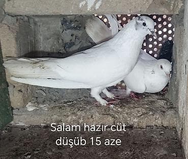 cənnət quşu: Göyərçinlər – bir neçə seçim - Hazır cüt (şəkil 1): Üzərində “Hazır — 3