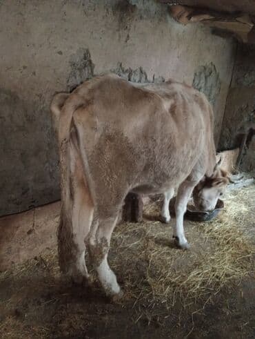 tap.az inekler: 5- bala verib qısırdı qoyun quzu və ya boğaz mal ilə barter edərəm — 1