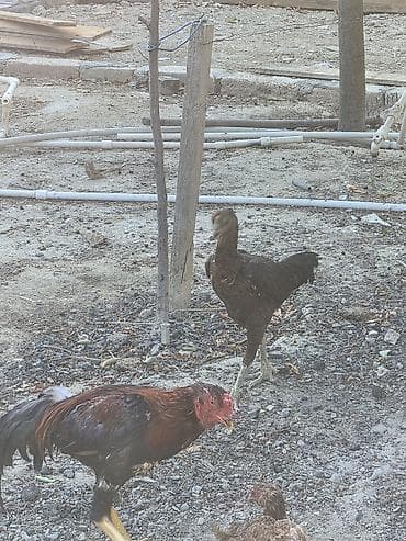 K/t heyvanları və malları: Toyuq, Damazlıq — 4