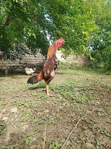 ev heyvanları satışı: Təmiz cins təmiz qan sağlam hevan axdaranlar narahat etsin 8 aylıq — 7