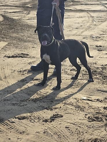 it üçün ev: Mastif — 4