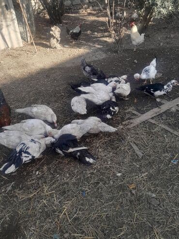 Məhsul: Muskoviy (hind) ördəkləri – müxtəlif rəng çeşidləri Təsvir: -