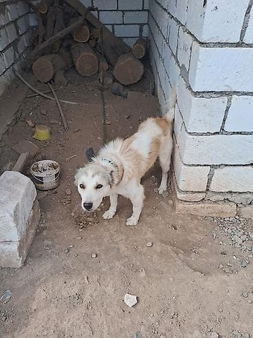 kanada sortu hinduska: İtlər — 1