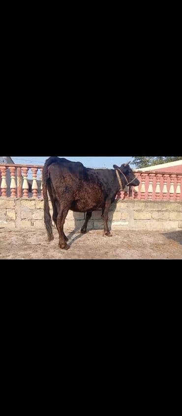 Toyuqlar: Salam gorduyuz heyvan 3ci qarına 7ayliq bogaz dı çox təmiz fağır — 3