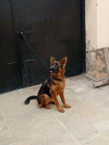 golden itlerin qiymeti: Alman çoban iti, 1 il, Dişi, Peyvəndli, Ödənişli çatdırılma — 2