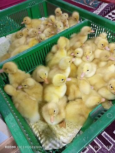 heyvan derisi: 15 günlük süper lider cucesi vaxsinadiyalari verilib Saba lasota — 9