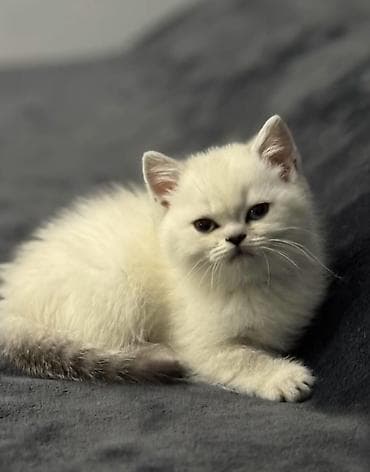 pisiylər: Şinşilla, Dişi, Yaxşı əllərə, Rayonlara çatdırılma — 2