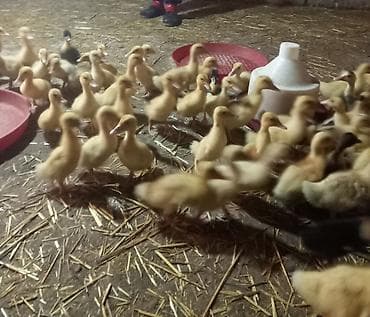 yaponka cuce: Ördək cücələri, Ətlik — 2