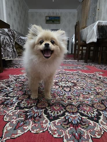 it ucun qurd dermani: Şpitz, 6 ay, Erkek, Peyvəndli — 4