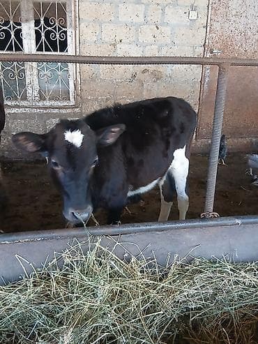 balaca dana: Boş boş adamlar narahat etməsin real alıcya edirim olacaq 3 qarına — 5