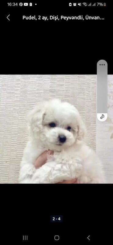 pudel balası: Pudel, 2 ay, Dişi, Peyvəndli, Ünvandan götürmə — 2