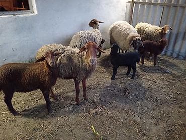 qurbanliq qoyunlar: Dişi, Qala, il: 1, 50 kq, Damazlıq, Ünvandan götürmə — 5