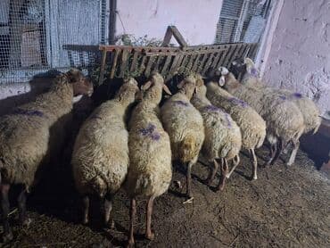 dana qiyməti xacmaz: 8 baş boğaz heyvan razılasma yoluile — 4