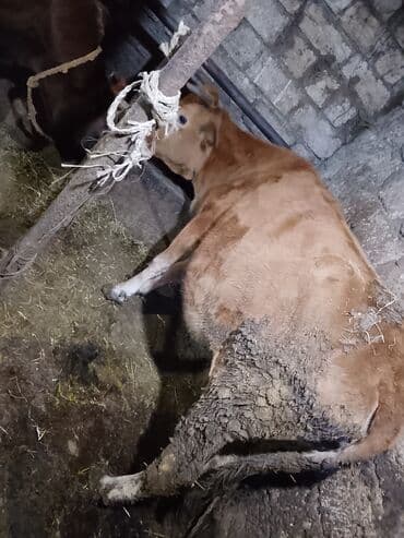 Kənd təsərrüfatı quşları: Mal-qara – inək - Yerli cinsə yaxın, qəhvəyi rəngdə inək - Sağım və — 6