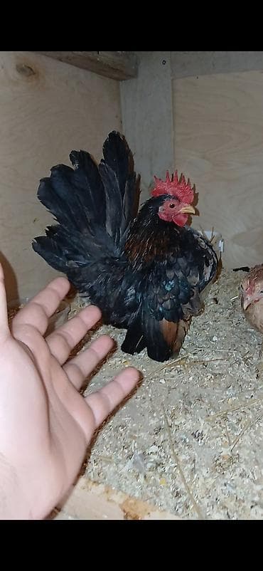 Cücə ölçülü dekorativ xoruz - Çox kiçik gövdəli, miniatür tip - Qara