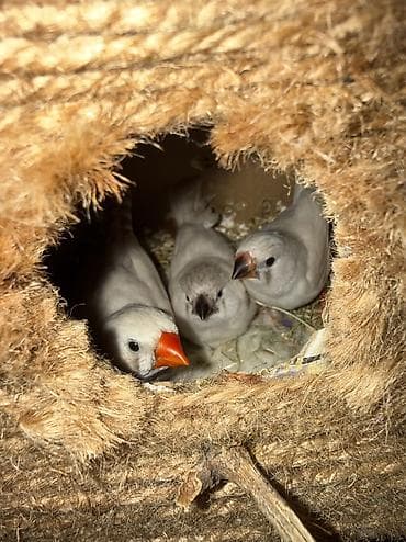 danisan popuqay: Amadin quşlari, hamısı ayrı ayrı cütlərdi, Gözüm kimi baxdiğım çox — 10