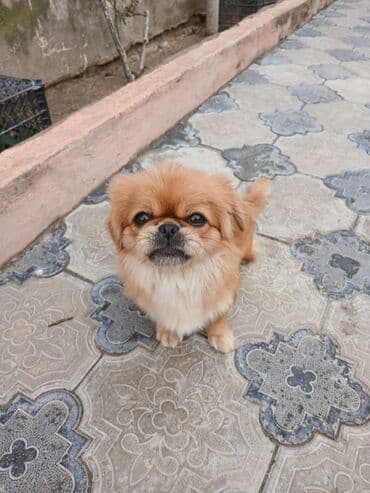 pekines itləri: Pekines — 2