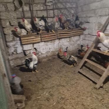 feniks xoruzu: Məhsul: xoruz(bir neçə baş) Təsvir: - Şəkillərdə göstərilən kənd — 2