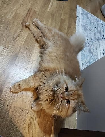 it balasi per page 99: Fars, Erkək — 4