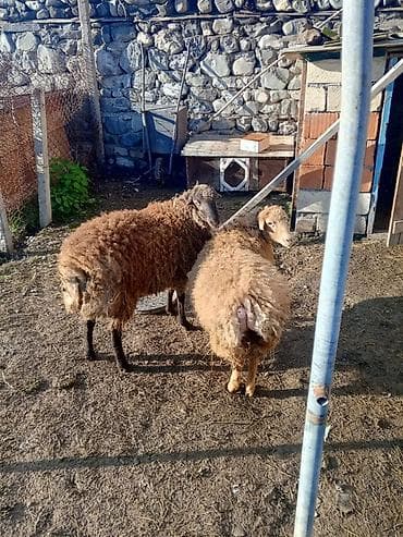 Quzu: Qoyunlar – 2 baş 1 i erkək 1 i dişidir 7.8 aylıq quzulardı Bordaqda — 3