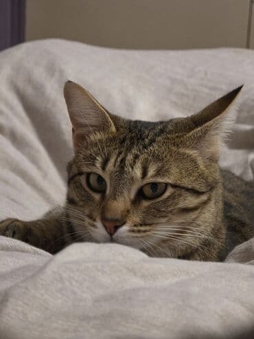 İtlər: Dişi, Yaxşı əllərə, Ünvandan götürmə, Pulsuz çatdırılma — 2