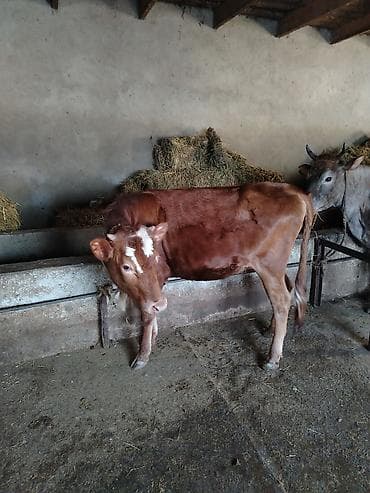 quzu satisi: Satışda: qırmızı rəngli dişi dana Xüsusiyyətlər: - Süd və ət — 2