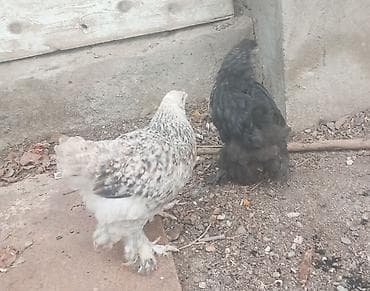 kend cucesi: Cins toyuq balaları – tüklü pəncə (pəncələri lələkli) ləhçəli — 4