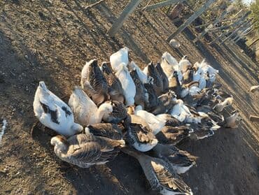 mebel ustu qazlar: Qaz sürüsü – yerli saxlanış - Növ: ev qazları (boz-ağ rəngli, böyük — 3