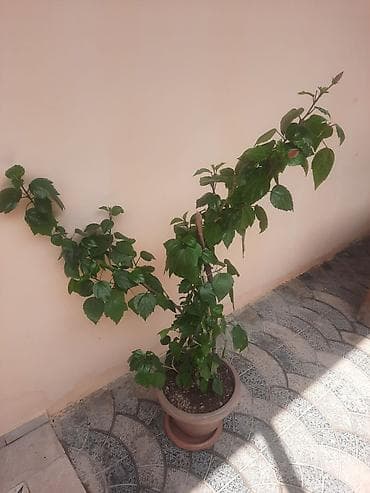 udi hindi bitkisi: Saksıda hibiskus (Çin qızılgülü) dekorativ bitki - Bitki: hibiskus — 3