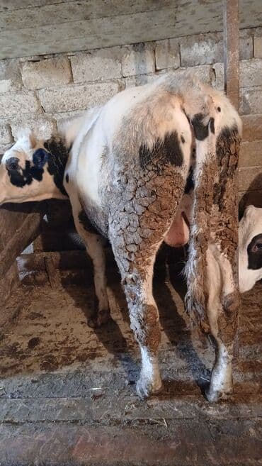 bakida cins ineklerin satisi: Dana, buzov, Erkək, ay: 10, 150 kq, Damazlıq, Ünvandan götürmə — 4