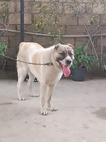 alabay itlerin satisi: Alabay, 11 ay, Erkek — 5