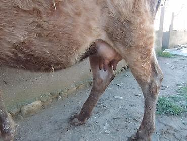 Mal-qara: Dişi, il: 2, 100 kq, Südlük, Ünvandan götürmə, Ödənişli çatdırılma — 4