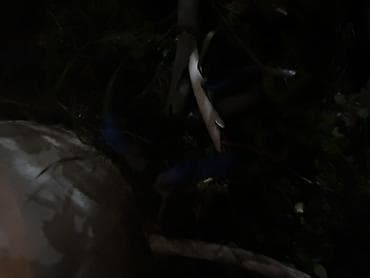 Məhsul: Süni dekorativ gül sarmaşığı Təsvir: - Realist görünüşlü krem